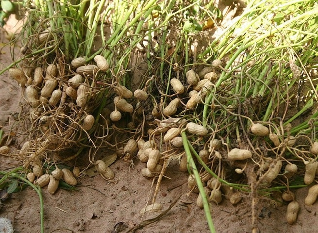 как растет арахис